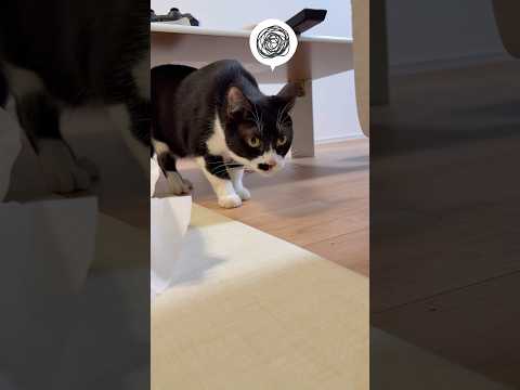 猫が謎の落とし物（う〇ち）に遭遇→匂いを嗅いだ結果ww #猫 #猫のいる生活 #猫動画 #ショート動画 #癒し #ねこの反応 #cat #funnycat #かわいい猫 #猫好きさんと繋がりたい