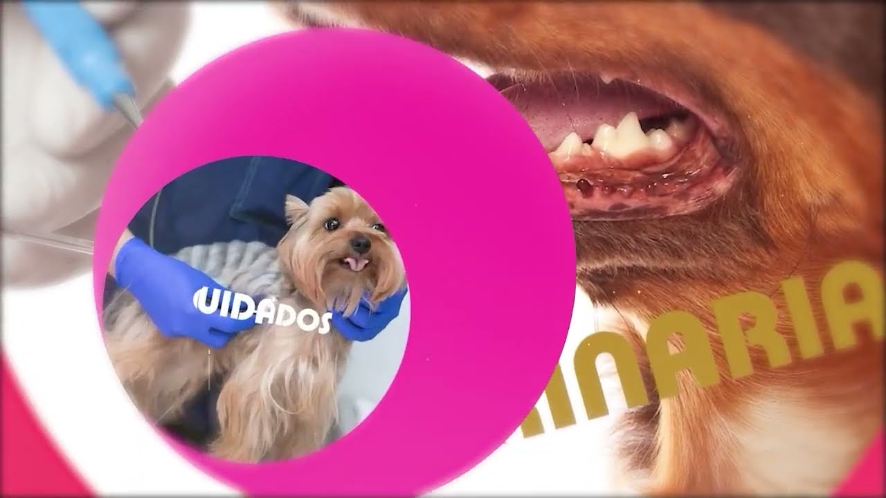 La importancia del Buitre  (Mascotizate Latam.tv)