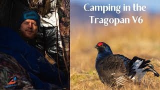 Wildlife Photography at a Black Grouse Lek | Camping in my Tragopan V6 Hide