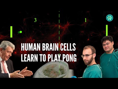 Human brain cells in a dish learn to play Pong