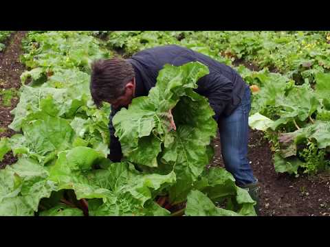 Rhubarb, Organic (400g)