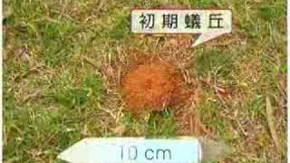 火蟻防治 - [ 宣導短片 ]