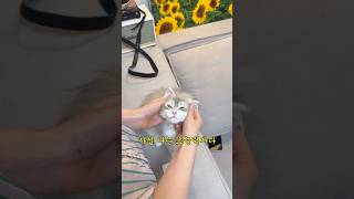 초능력자 고양이?