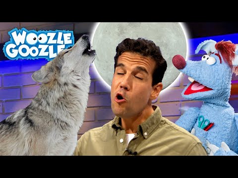Wie leben Wölfe? | WOOZLE GOOZLE