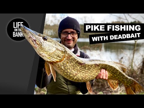 Geddefiskeri med død agnfisk på bundrig