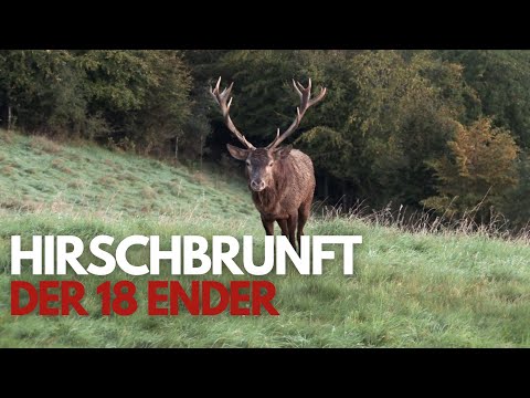 Hirschbrunft in Deutschland - der 18 Ender!