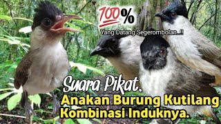 Download lagu Suara Pikat Anakan Burung Kutilang. Kombinasi Induknya. Ampuhnya Bukan Main.. mp3 Download lagu Suara Pikat Anakan Burung Kutilang. Kombinasi Induknya. Ampuhnya Bukan Main.. mp3