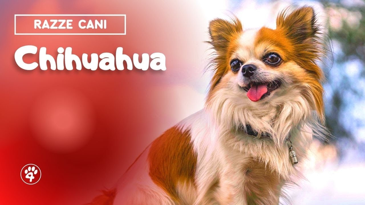 Chihuahua: tutto quello che c’è da sapere