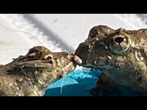 All of @Kharo_jpeg ‘s videos on tiktok😍 go follow em now 🔪