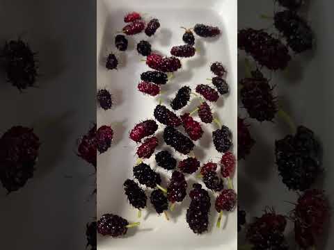 So Sweet Mulberry #shorts #viralvideo #food #trending #fruit #sweet #mulberry