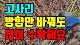 고사리?오사리? 채취 시기 가장 맛있는 고사리는 어떤건지 어떻게 꺾어야 안아픈지