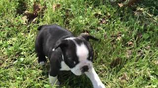 Lucy (Romeo x Tigger)