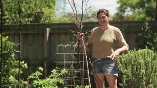 Youtube thumbnail for How to make your own harakeke teepee