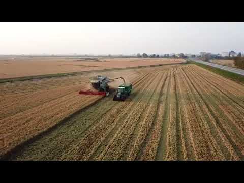RISOinFIORE taglio del riso 2017 10 17