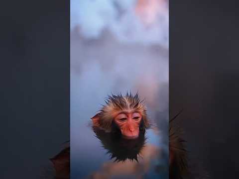 Is This a Monkey… or a Floating Dumpling?!🐒❄️#animals#punch#funny #monkey#relaxed#bliss#stressrelief