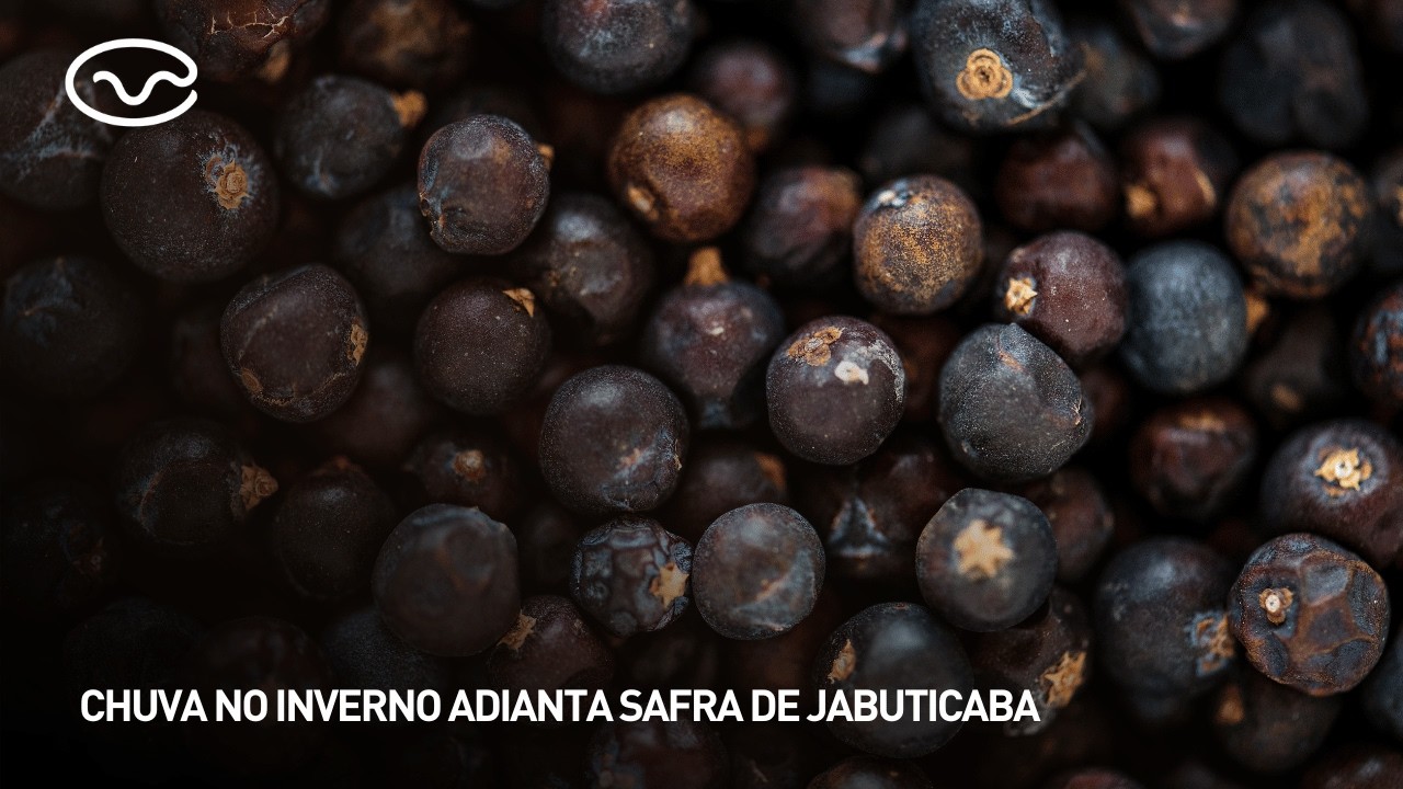 Chuva no inverno adianta safra de jabuticaba
