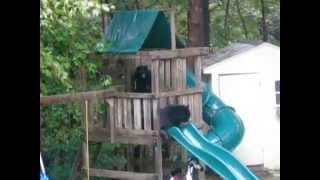 Bear and her cubs playing on our trampoline and in the treehouse in CT! - Medium.m4v