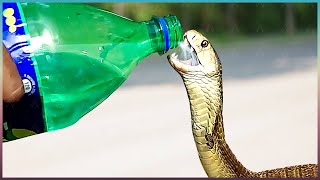 Animals That Asked People for Help & Kindness !