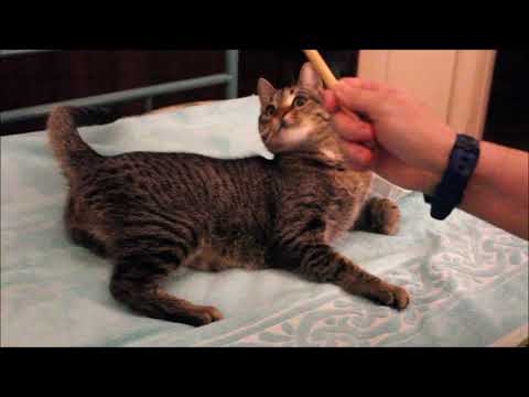 Ely the Tabby Cat plays on a boring day