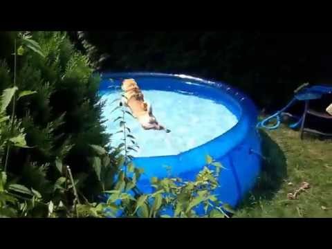 Mops Moritz hat seinen "Freispringer" gemacht...