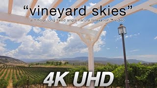 "Vineyard Skies" 4K UHD 1 HR Winery Nature Relaxation™ Video - Real Time