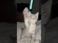 Fight Night Kitty Edition Iris Got Them Paws Grey Tabby Kitten
