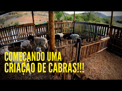 , title : 'COMPRAMOS NOSSAS PRIMEIRAS CABRAS! iniciando uma CRIAÇÃO DE CABRAS!!