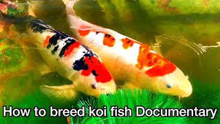 Koi breeding project success! How to breed koi fish