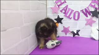ハーフ犬の動画01