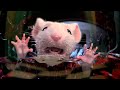Stuart Little Stuck In The Washing Machine