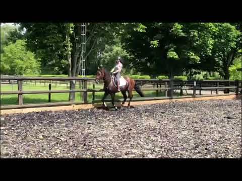 **FOR SALE** 3yr old show jumping prospect s. F-ONE USA