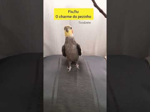 Fiu, fiu para calopsitas.