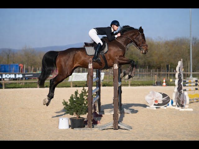 jument - Zangersheide - 15 ans - CSO - France