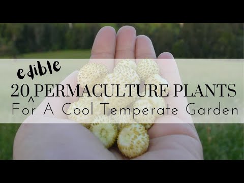 20 Permaculture Plants For An Edible Cool Temperate Garden #permaculture #permacultureplants
