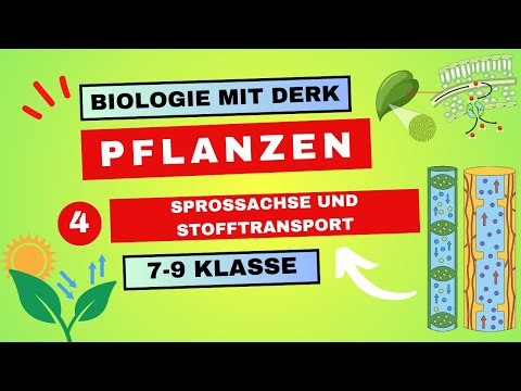 Pflanzen | 4 | Sprossachse und Stofftransport | 7 - 9 Klasse