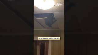 I'm not convinced cats are from Earth