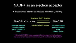8.3 Oxidation and Reduction of Electron Carriers in Photosynthesis