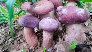 ล่าเห็ดขมยูคากลางสวน! เห็ดป่าธรรมชาติที่สายกินห้ามพลาด (Bitter Mushroom Hunt – Wild Food Adventure)