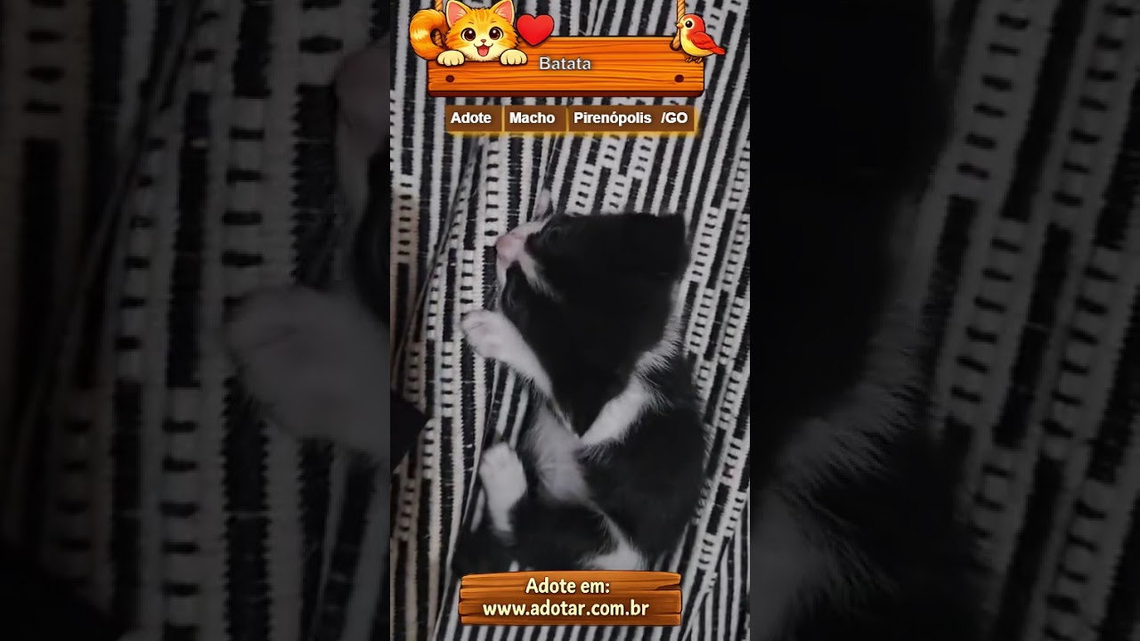 Gato raça SRD-ViraLata idade 2 a 6 meses nome Batata