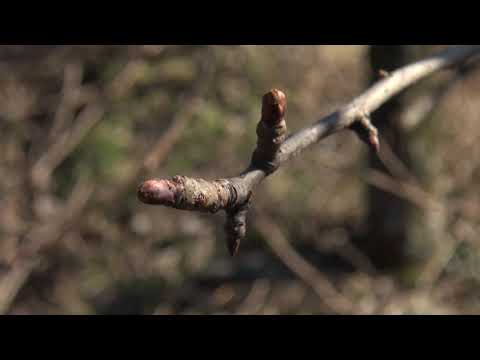 Zlatno klasje #114: Rezidba voćaka je važna za rodnost i kvalitetu plodova