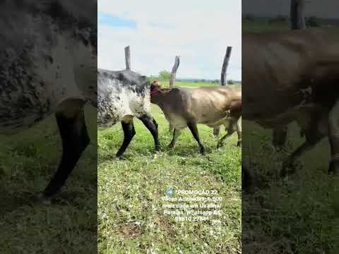22 Vacas Amojadas: 6.500 reais cada em Uiraúna/ Paraíba. Whatsapp 84 99810 2784*#gado