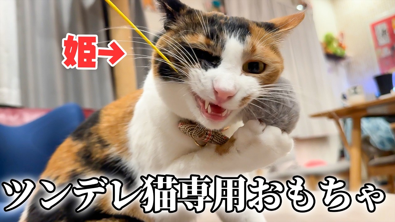 ツンデレ猫専用のおもちゃを手に入れたので我が家の姫に試してみたら…