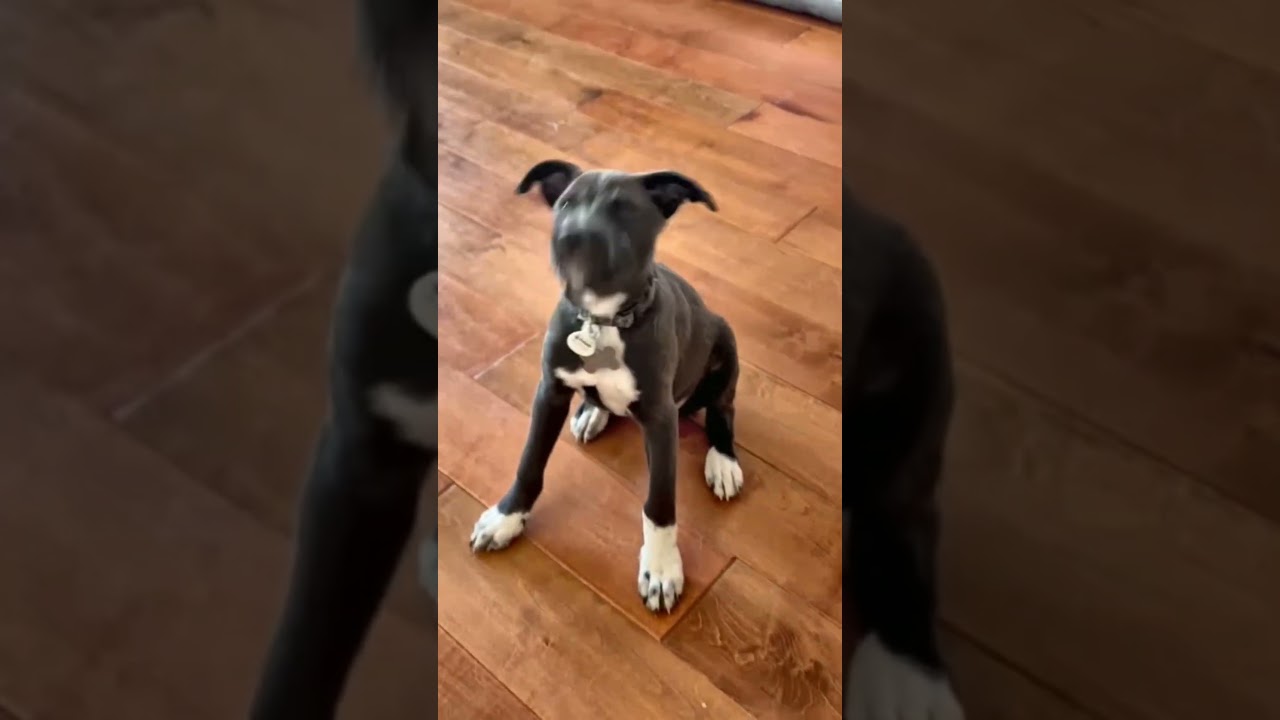 Enlarge Lulu, a Adoptable mixed breed in Scottsdale, AZ video 3/3