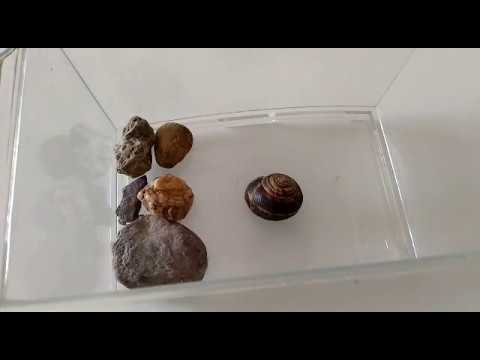 IO SONO...LA CHIOCCIOLA!