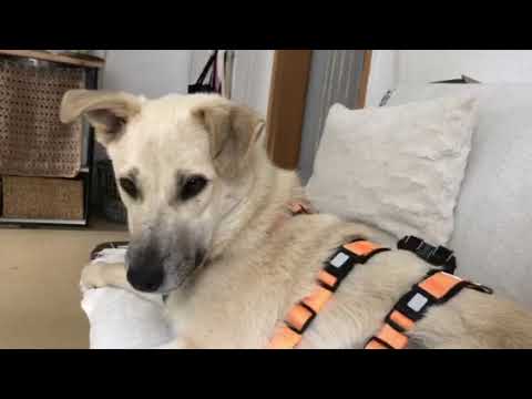 Sherine in ihrer Pflegestelle