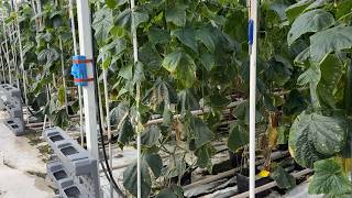 Estufa V&auml;xthus 4100m2 | Imagem 4 - Agroline