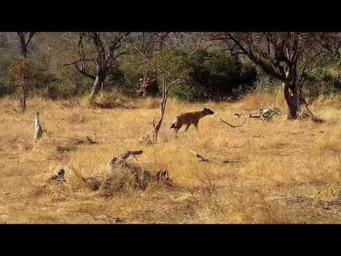 Djuma: Lone Hyena drinks at pan then walking in different directions - 08:28 - 07/31/21