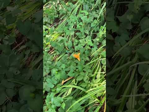 あなたの庭に彩りを添える最も美しい多年草の黄色い花  庭園