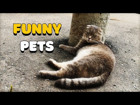 Pretty cat Yusha. Very friendly and sociable.