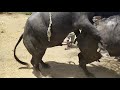 Buffalo Mating Buffalo Matting Education Video